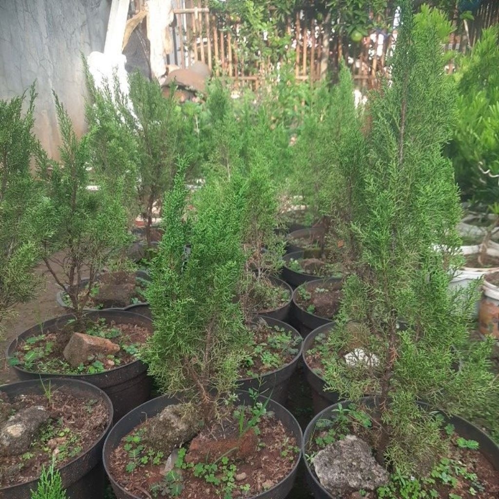 Bahan bonsai cemara sargenti 100rbu 3 pohon