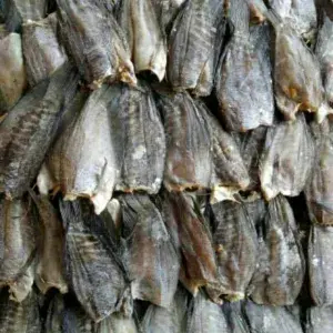 

Ikan Sepat Besar perbungkus