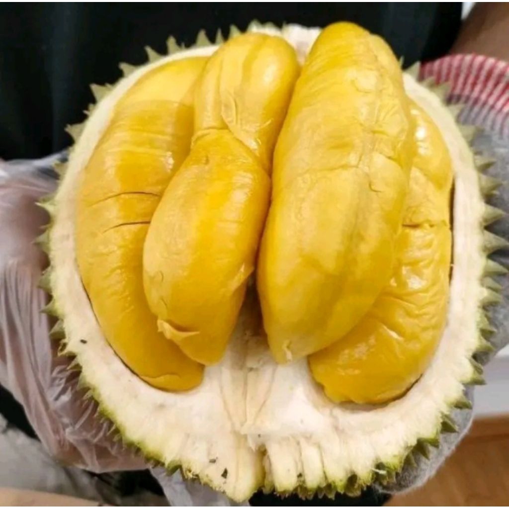 

Bibit Durian Montong Super Unggul – Cepat Berbuah & Daging Tebal Manis Legit" 50RB DAPET 2#BibitDurianMontong#DurianMontongUnggul#BibitDurianSuper#DurianCepatBerbuah#DurianMontongManis#DurianMontongBerkualitas #BibitDurian