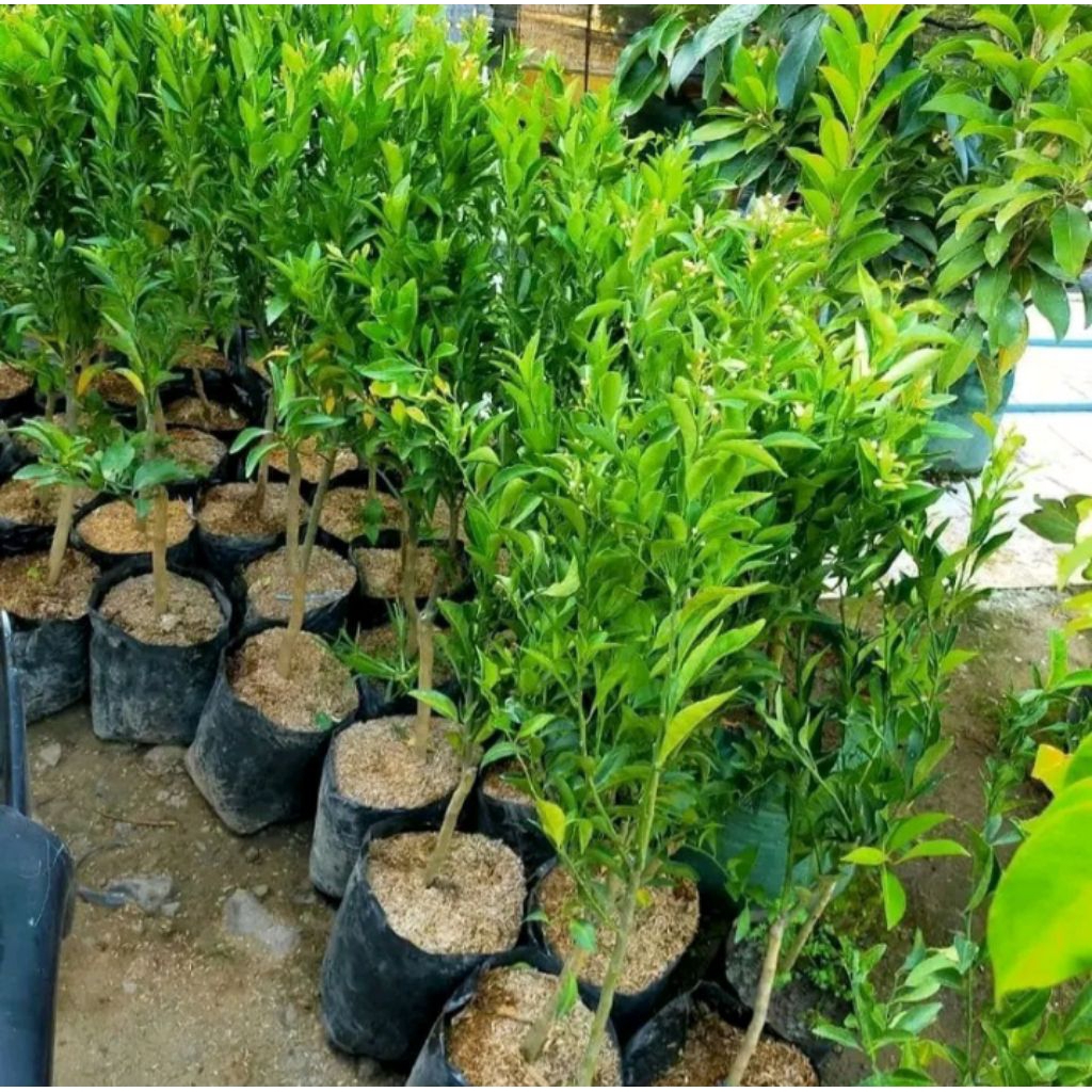 

BIBIT-benih jeruk mipis unggul paket 5pcs