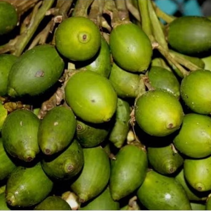 

Buah pinang muda berat 1kg