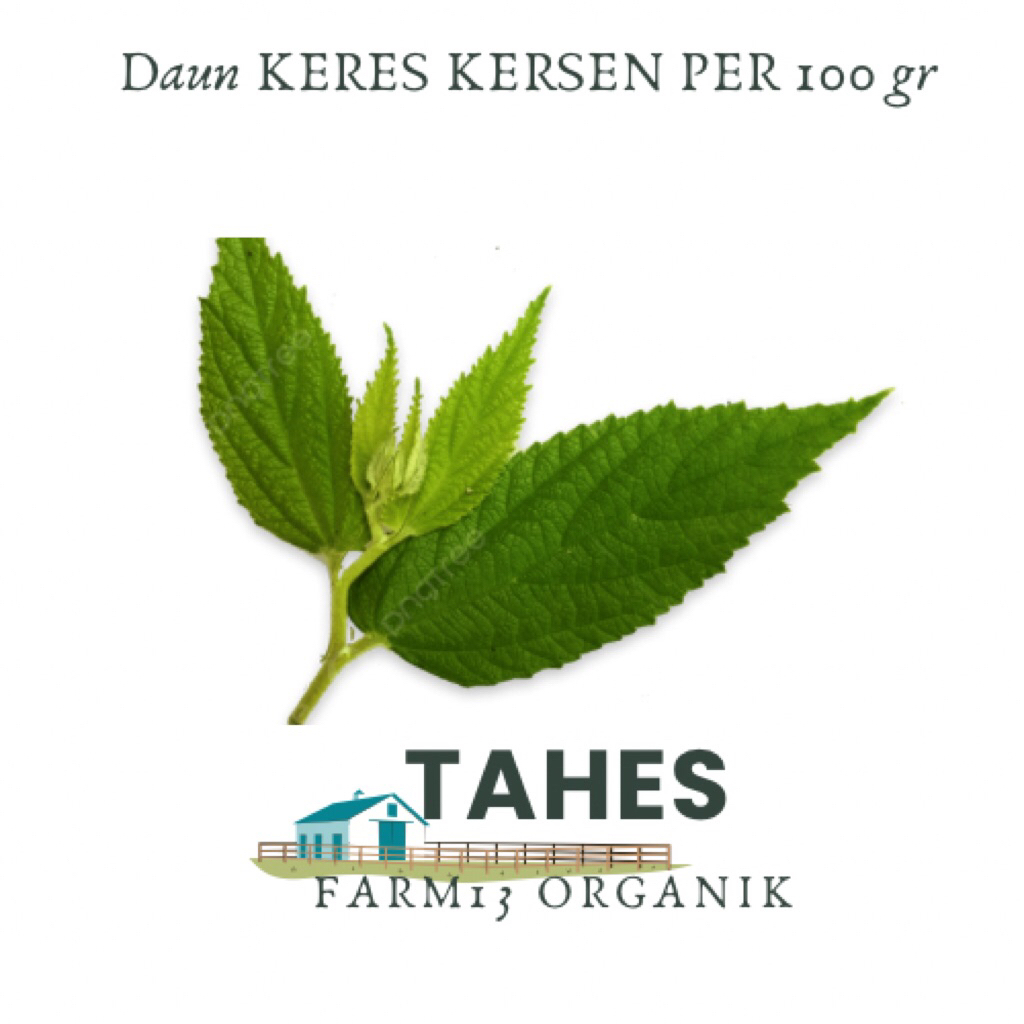 

Daun Keres Atau Daun Kersen Fresh Organik Dipetik Ketika Diorder 100gr Atau 1 ons
