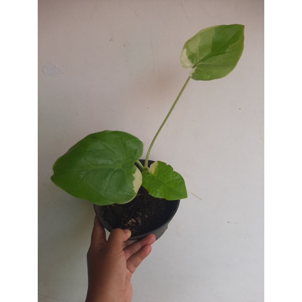 Colocasia gigantea variegata