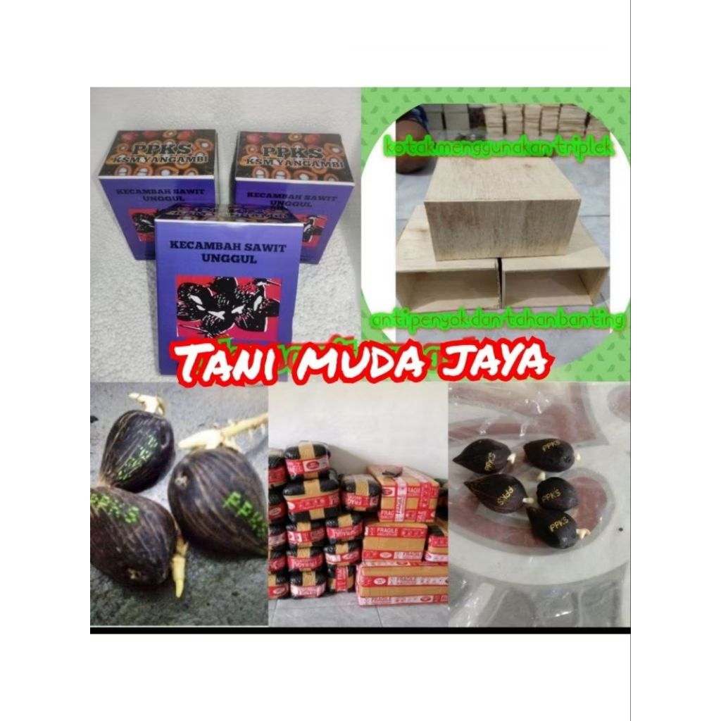 Benih bibit sawit berkecambah varietas ppks Yangambi benih unggul