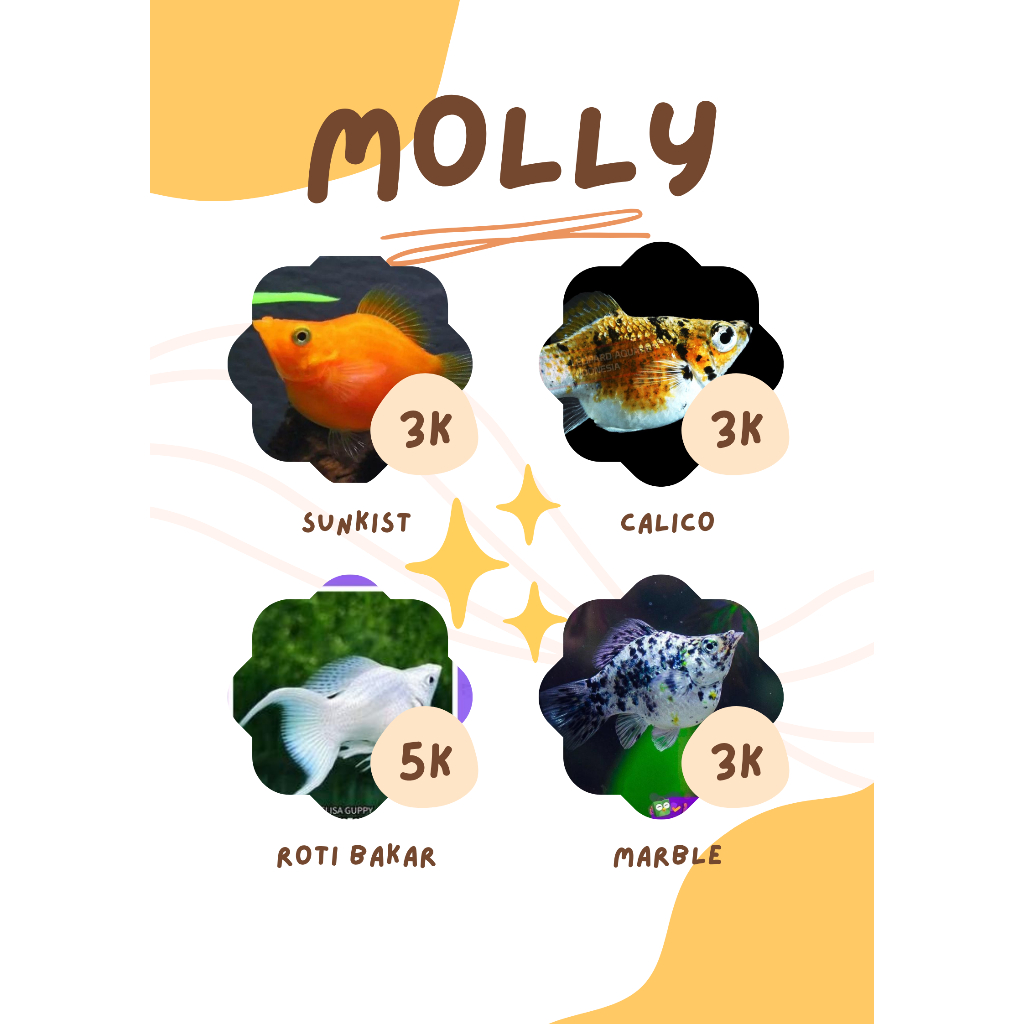 iKAN-MOLLY-BALON-IKAN-MOLLY-PLATY-BALLON-IKAN-HIAS-AQUARIUM-AQUASCAPE-MOLLY-BLACK-CAWANG-MOLLY-MARBL