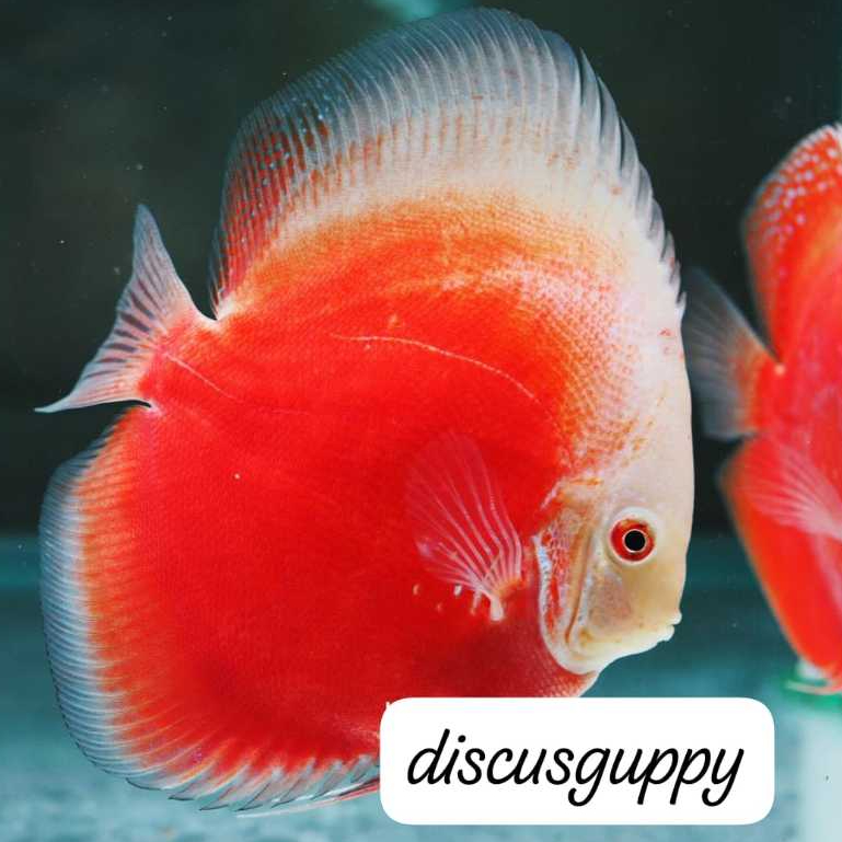 Red Valentin Discus 2,5inch - Enhanced Edition