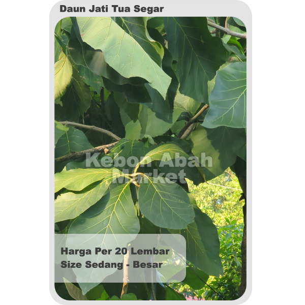 

Daun Jati Tua Segar Fresh 20 Lembar Langsung Petik Dadakan Obat Herbal Luka Bungkus Makanan Masakan Tradisional Kurang Lebih 500 Gram Hampir 1 Kg