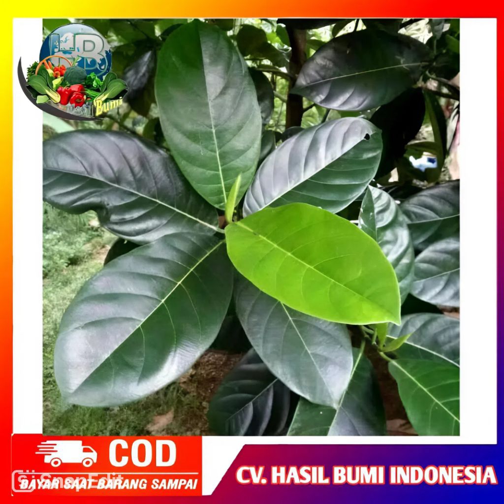 

Daun Nangka Segar Obat Herbal Alami