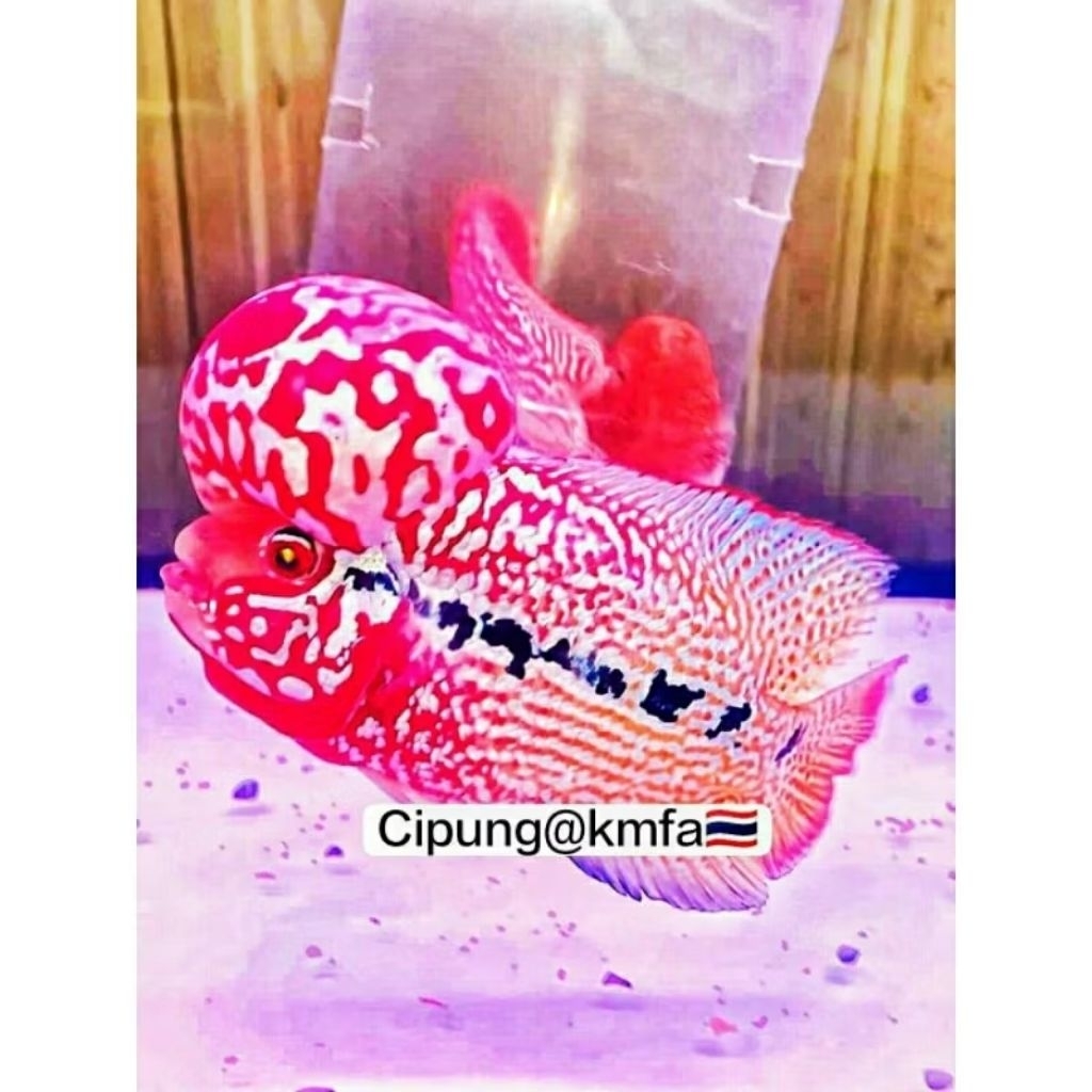 Hiasan aquarium king kamfa V8🇹🇭 super