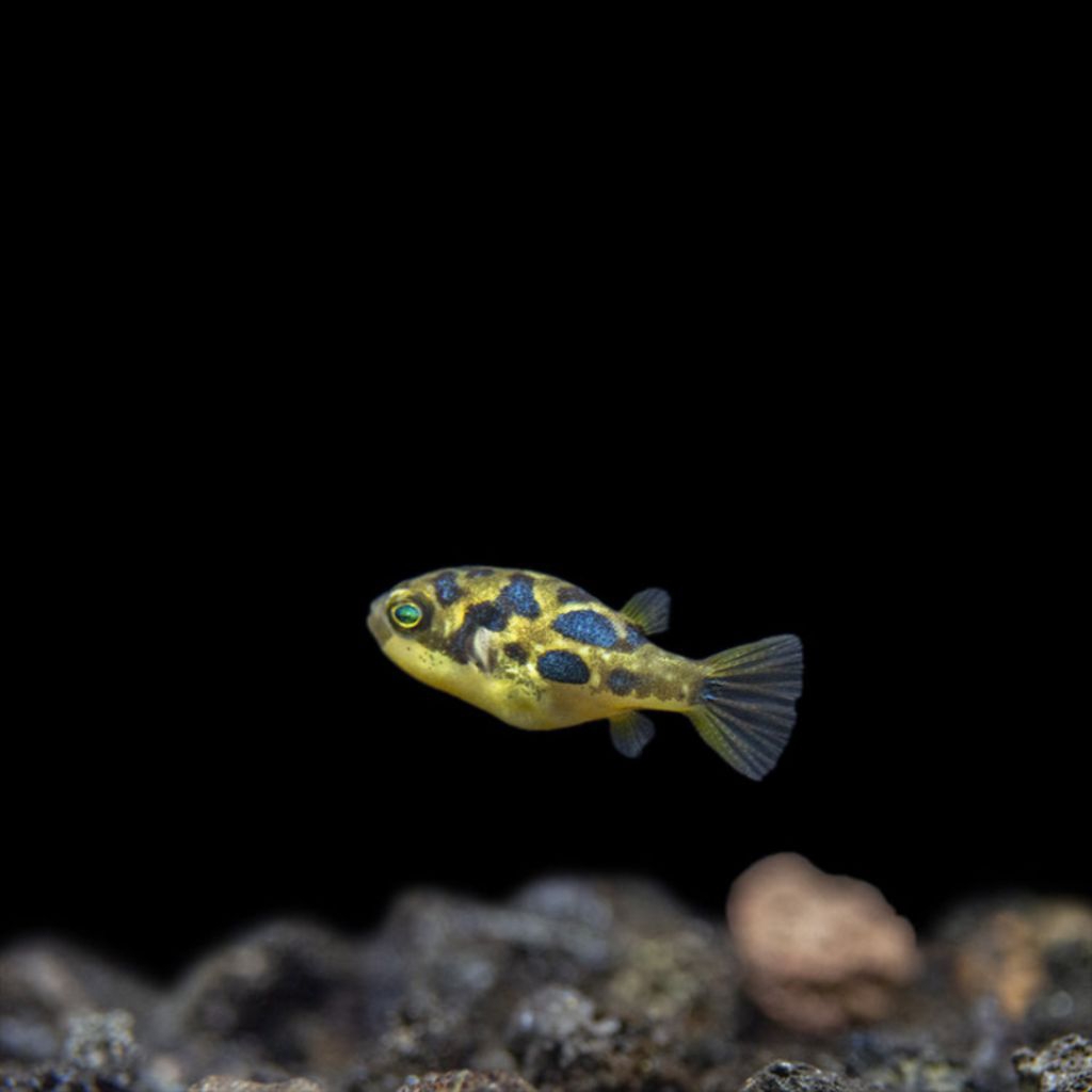 Indian Dwarf Pea Puffer / Mini Puffer