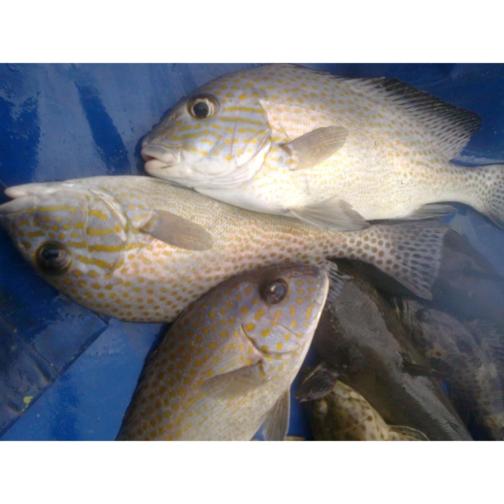 

Ikan Kaci Kaci Segar Ikan Kaci 1Kg