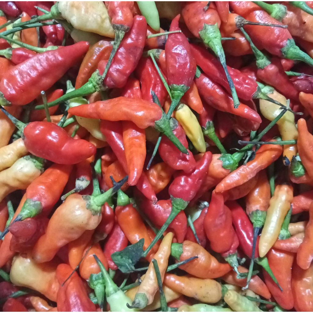 

Cabe Rawit Merah 100 gram