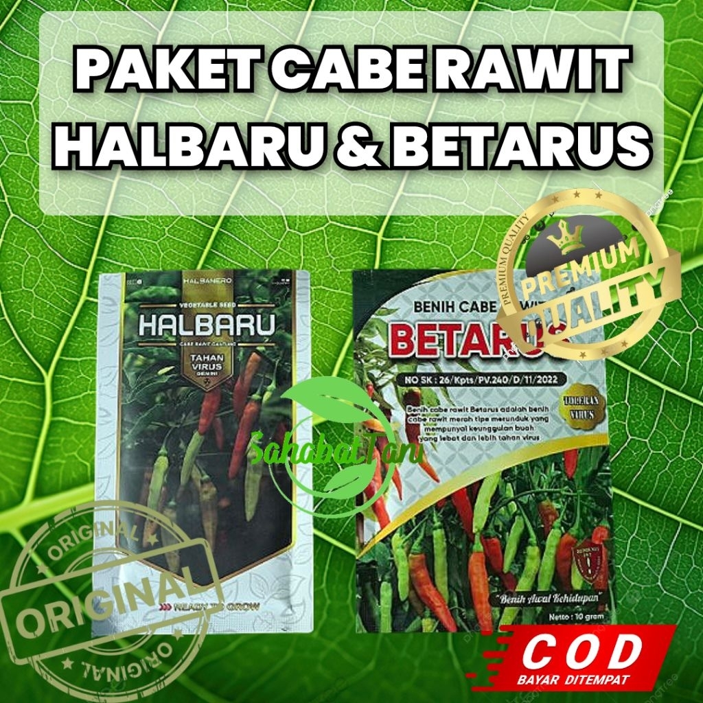 

PAKET CABE RAWIT HALBARU(1) & BETARUS (1) Cabe rawit unggul produksi tanaman banyak dan toleran virus kuning & gemini