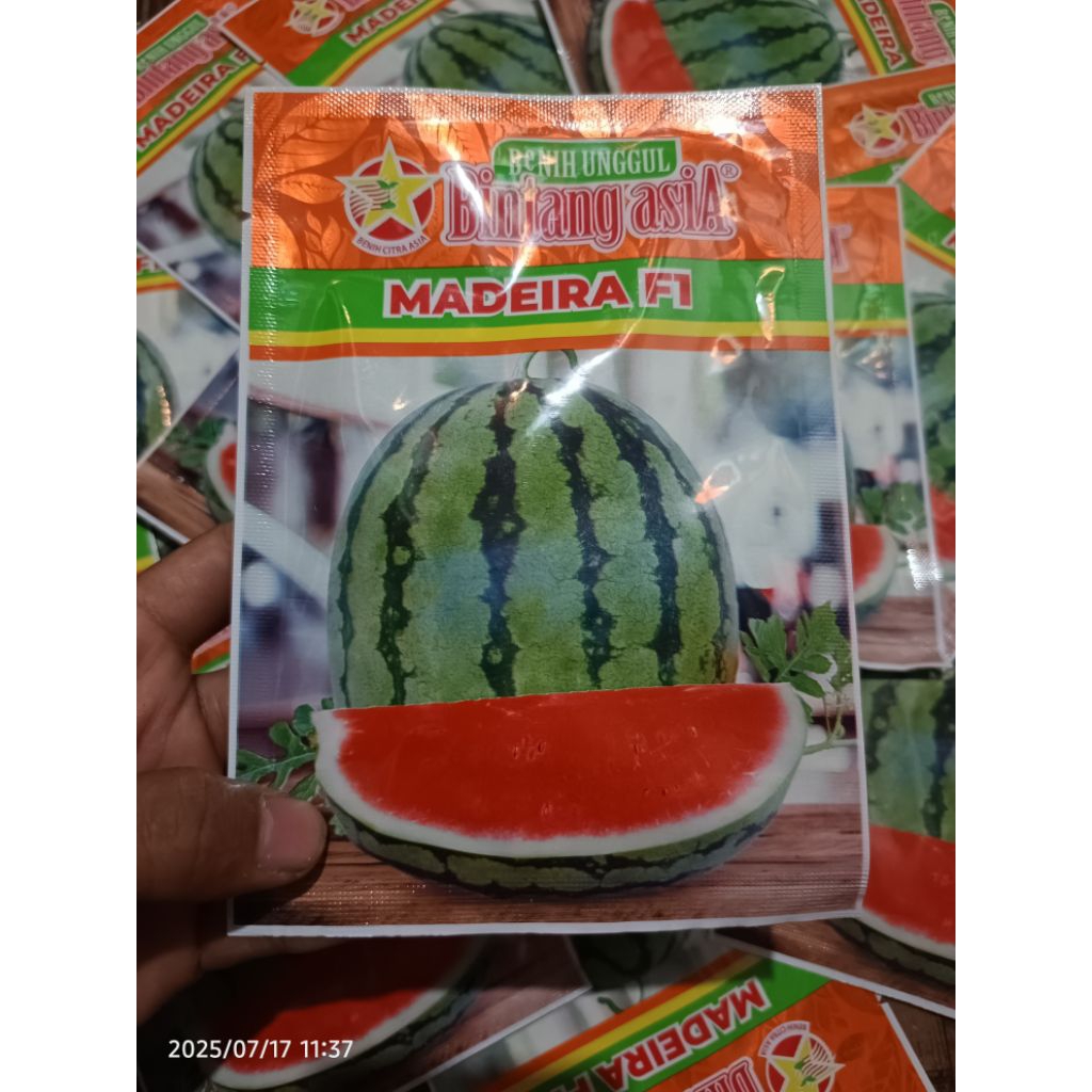 Benih Semangka Madeira F1 – Bintang Asia