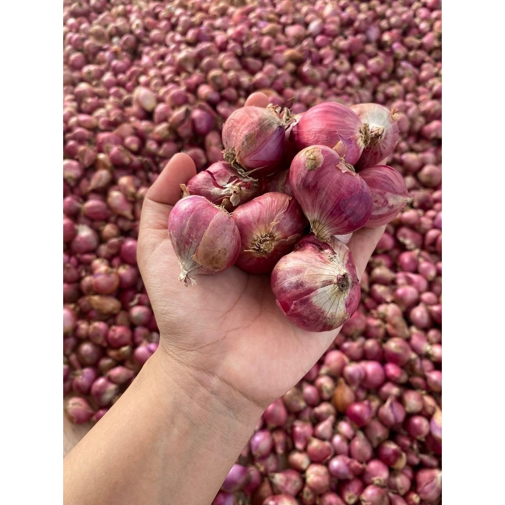 

Bawang Merah Probolinggo Besar 500 gram
