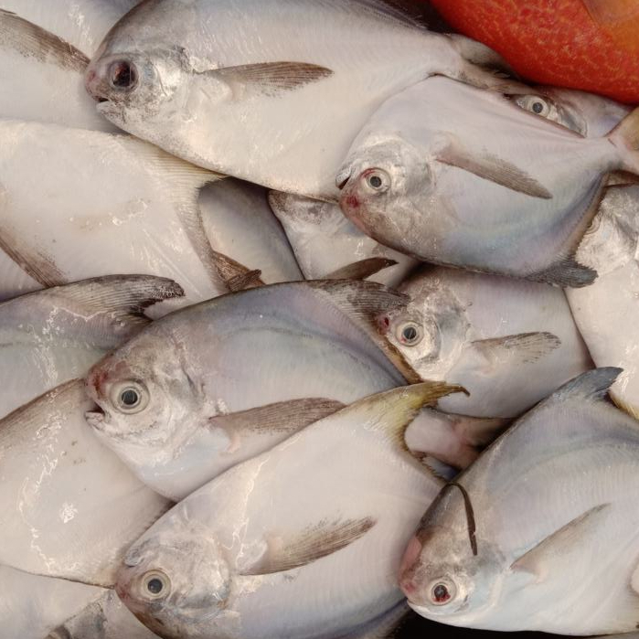 Ikan Bawal Putih Segar Ikan Bawal Putih 1Kg Ikan Bawal Laut