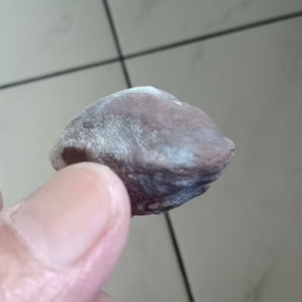 Kemiri Adu Muncang Adu Nyonyo Kaliwiro Ori Tua Jatuhan