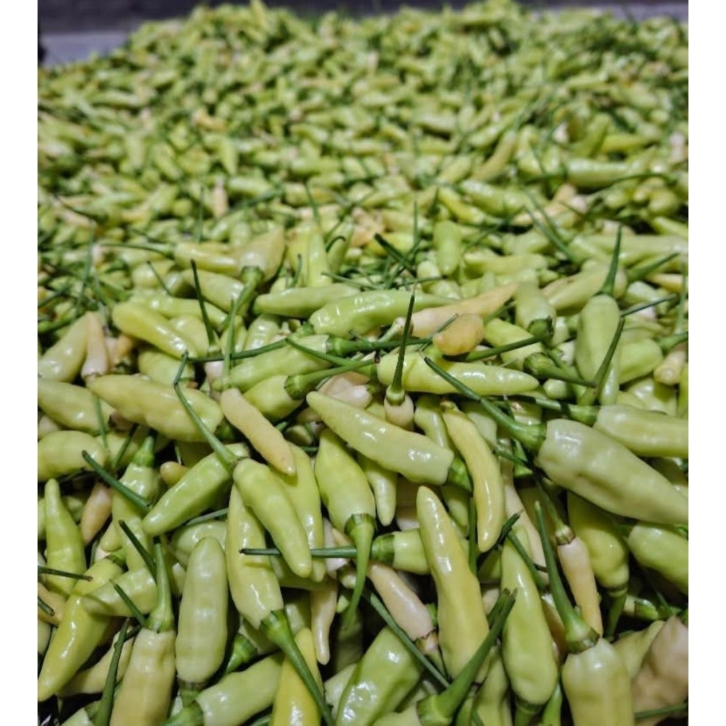 

Cabe rawit putih segar 1kg