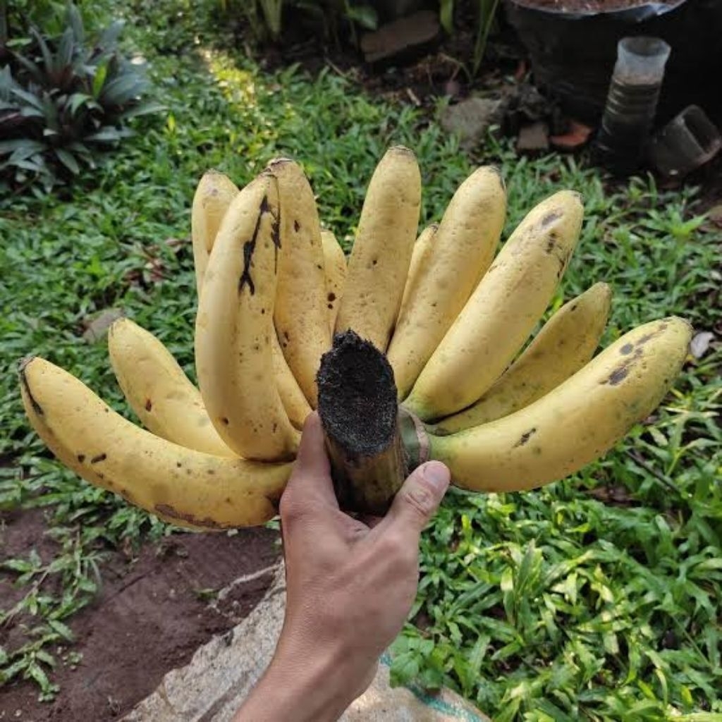 

pisang ampyang 1tandan harga murah meriah