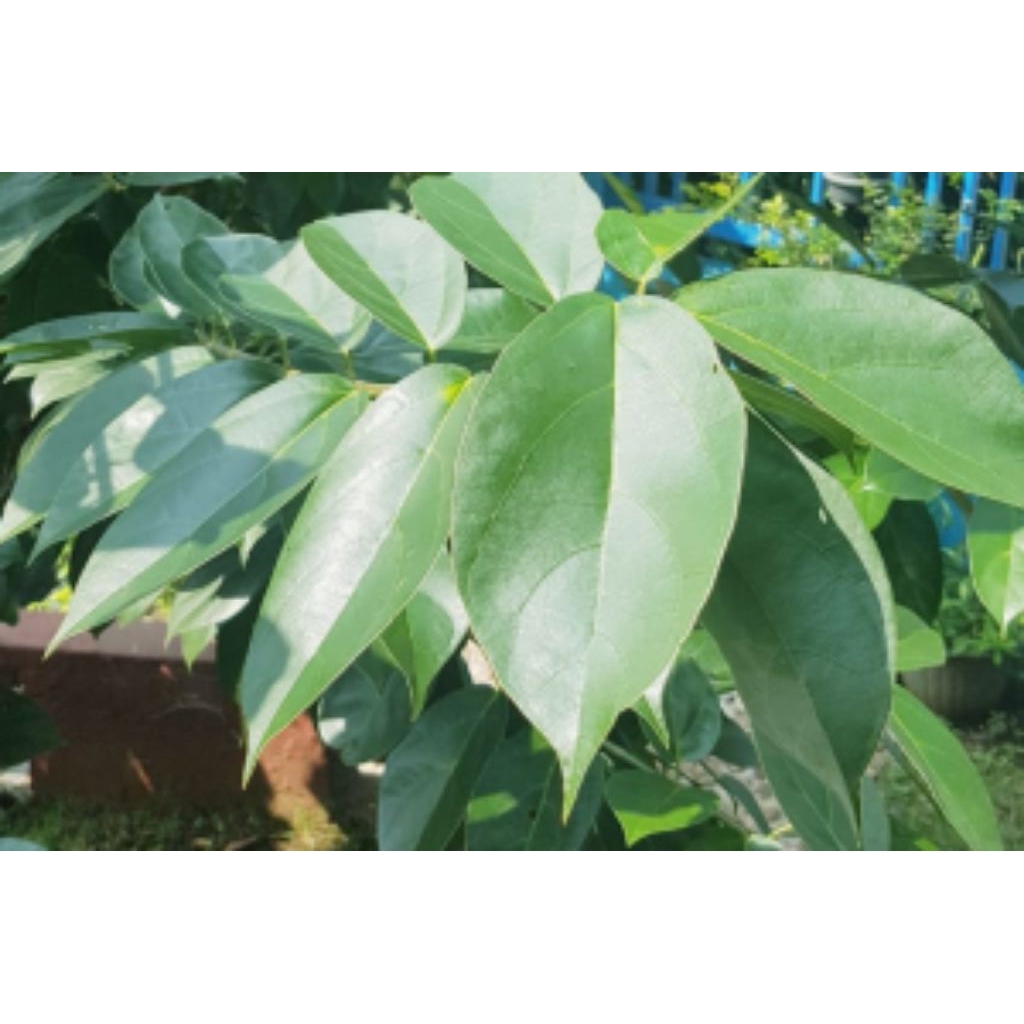 

Daun cincau hijau segar