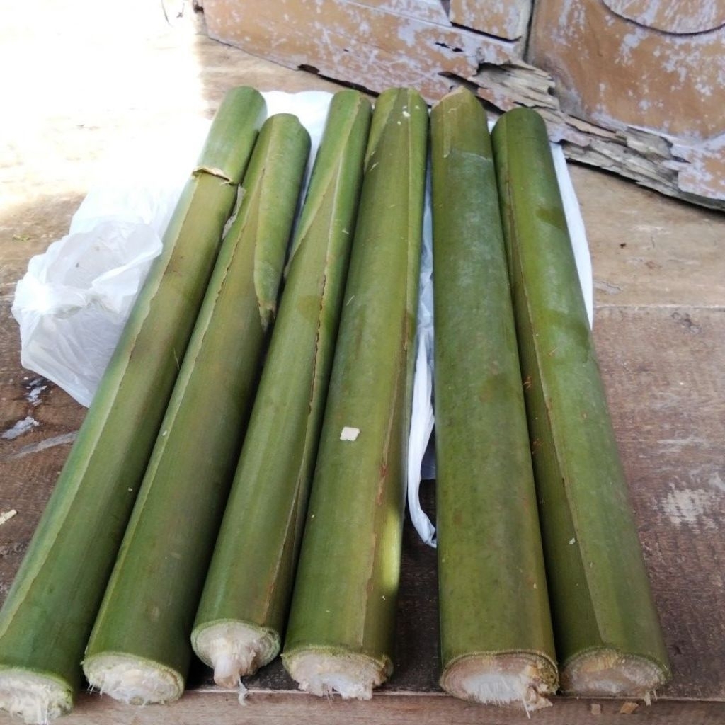 

batang combrang hijau panjang 40 cm