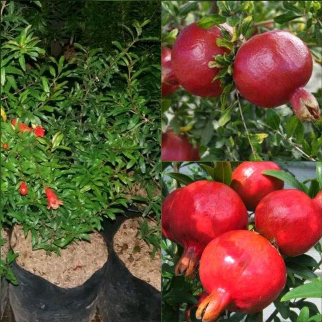 Paket hemat 2 Tanaman Buah Delima Merah & Hitam berbunga Unggul