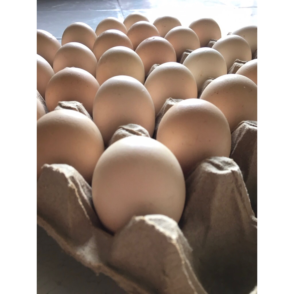 

Telur Ayam Kampung Fresh (KUB Konsumsi) isi 15