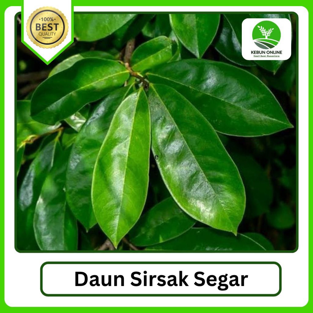 

Daun Sirsak Segar 100 Lembar Murah