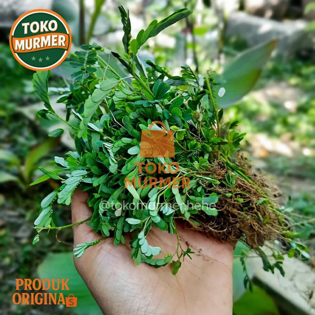 

Tanaman herbal meniran segar per pohon utuh tanpa tanah (di cuci) obat herbal alami_Toko murmer