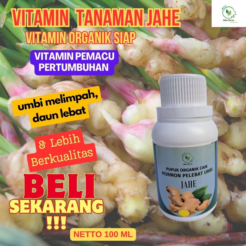 Pupuk Organik Cair Pelebat Akar Tanaman Jahe. Pupuk Organik Cair Penyubur Tanaman Jahe