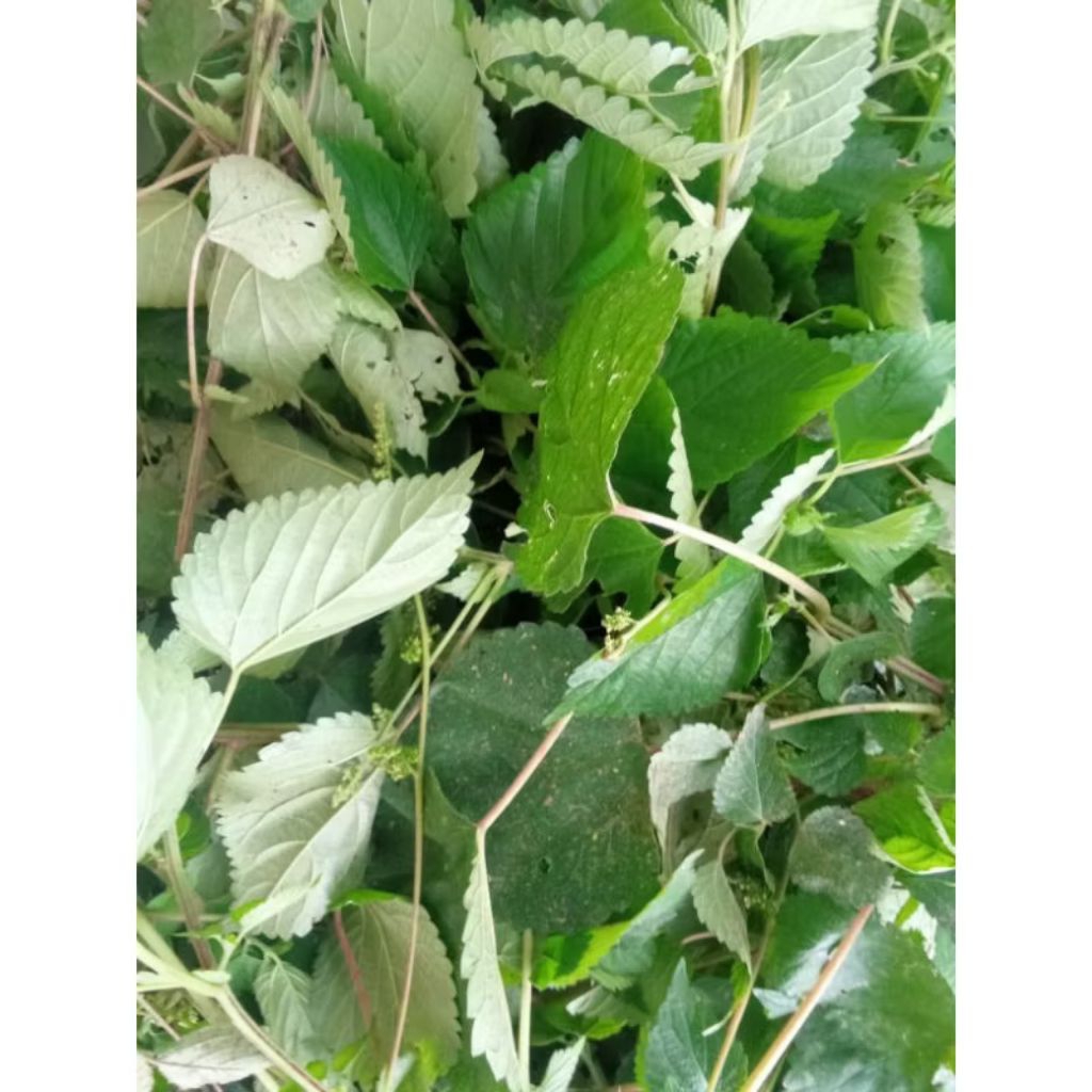 

daun pulus, daun jelatang segar 200 gr