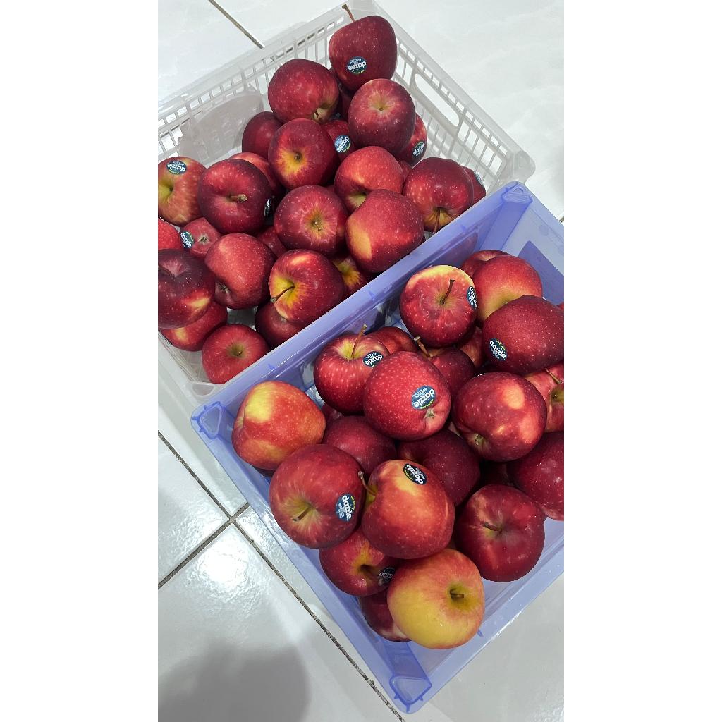 

Apel merah Apel Dazzle manis garing apel manis crunchy 1 Dus 17 kg
