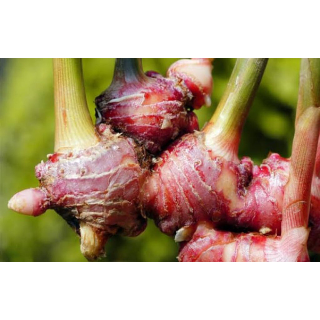 

jahe merah red ginger segar dan rimpang /1 kg