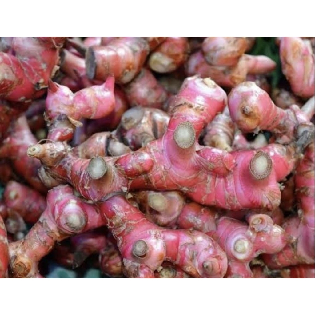 

Jahe Merah Super 500 Gram