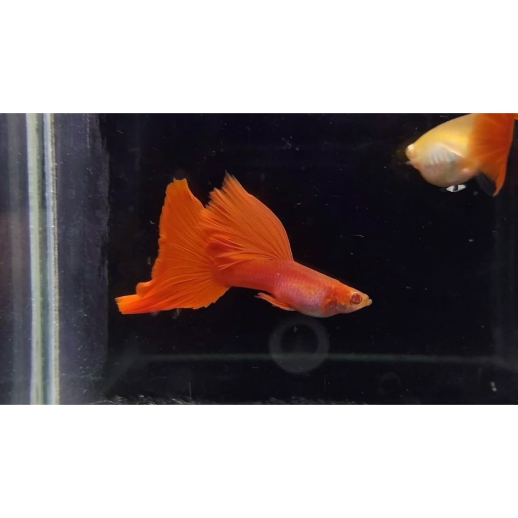 ikan hias guppy albino full red big dorsal sepasang