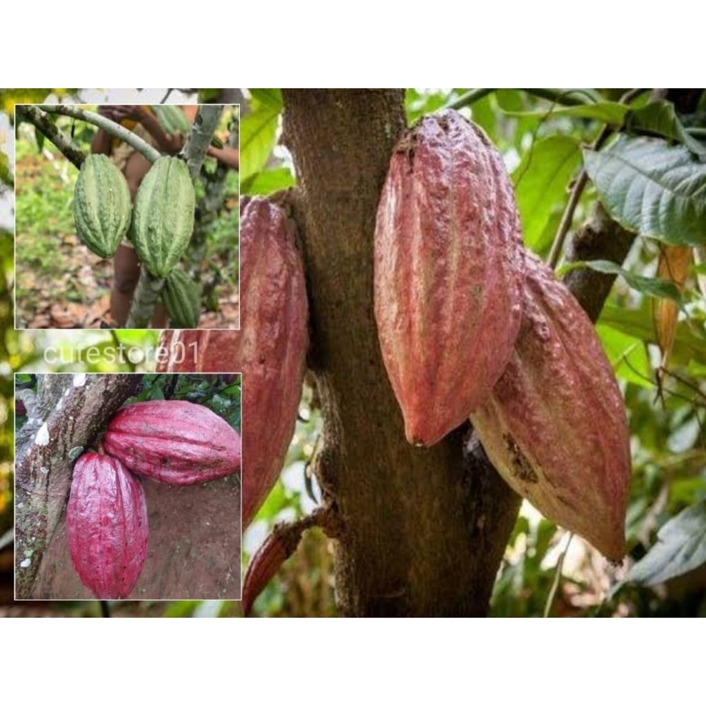 

Kakao Coklat Muda 1pcs