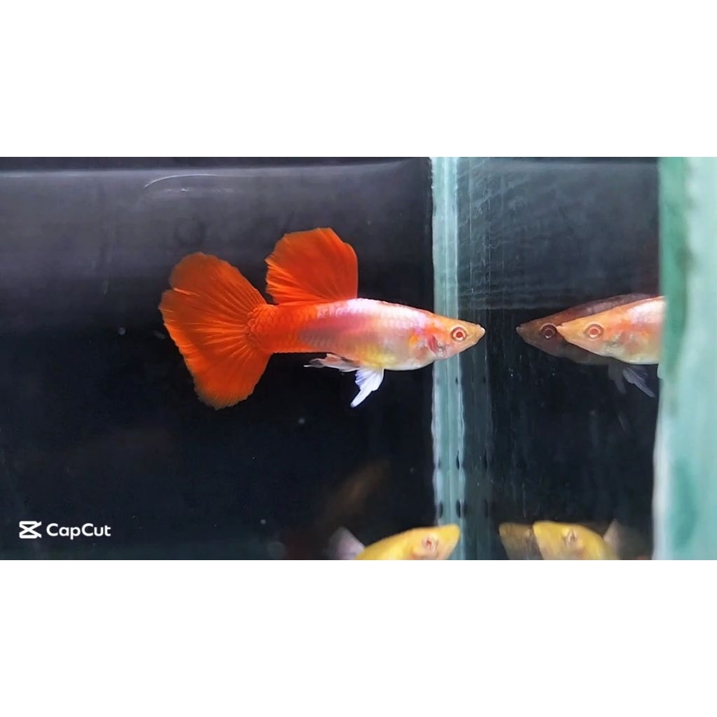 ikan hias guppy albino platinum red tail sepasang