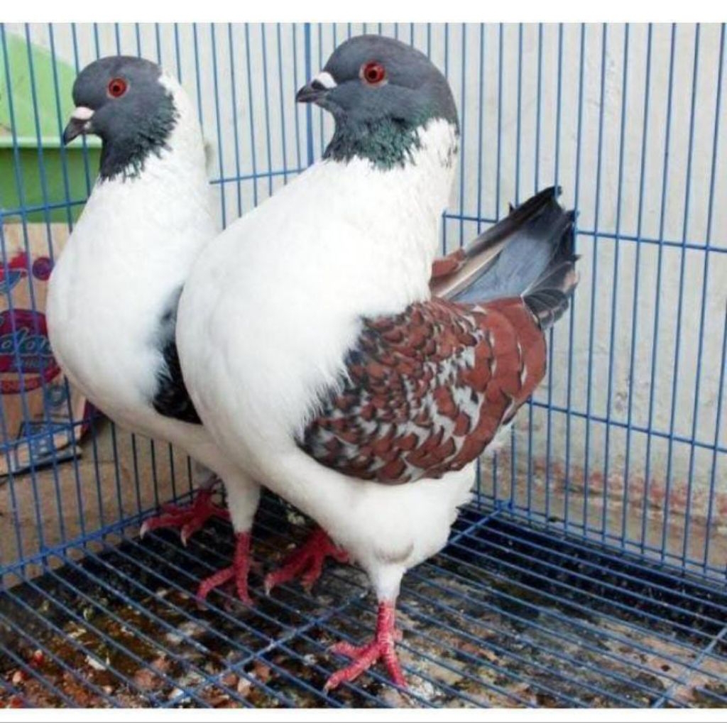 

Telur fertil telur merpati hias Modena asli hasil ternak siap tetas