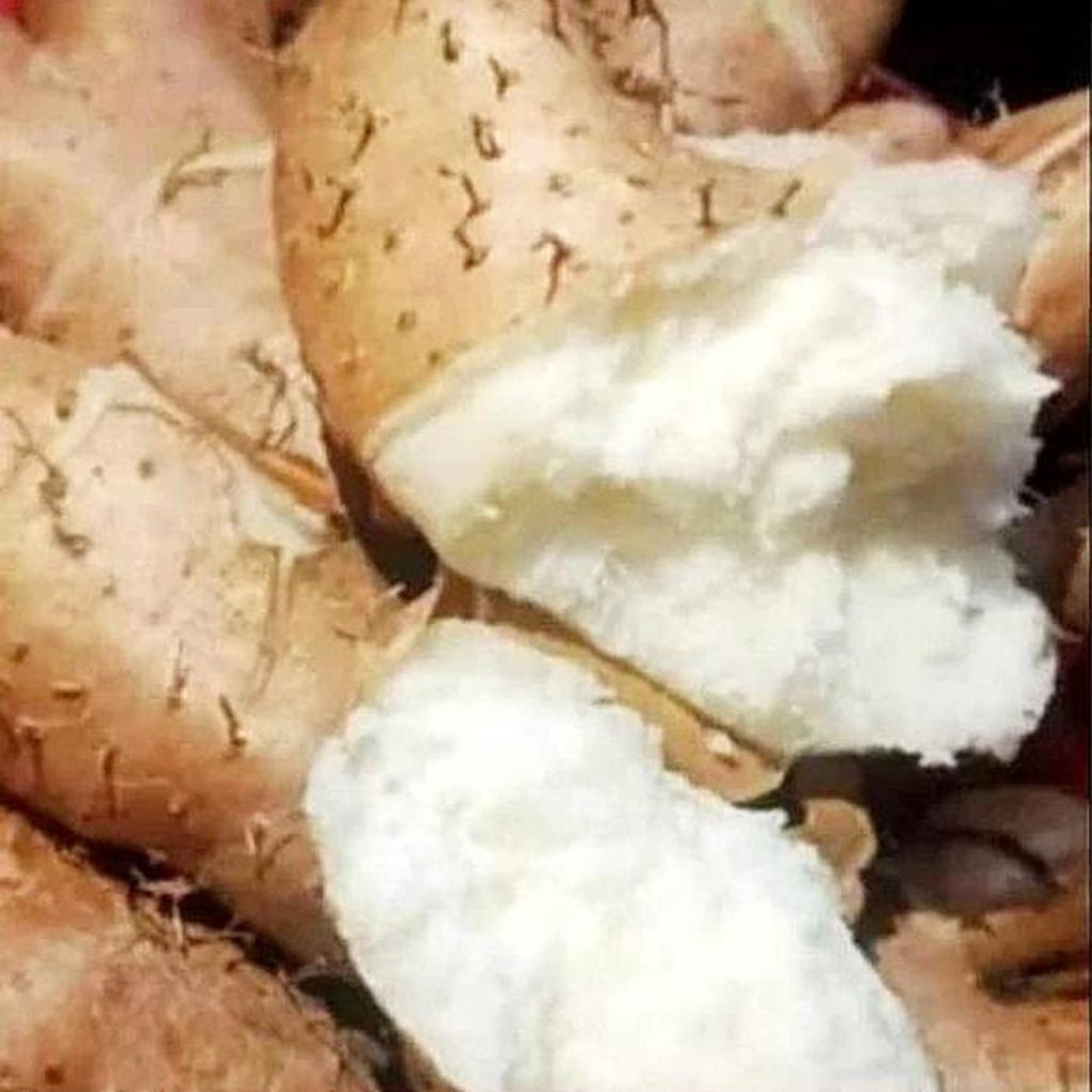 

gembili ketan pulen dan legit 1kg