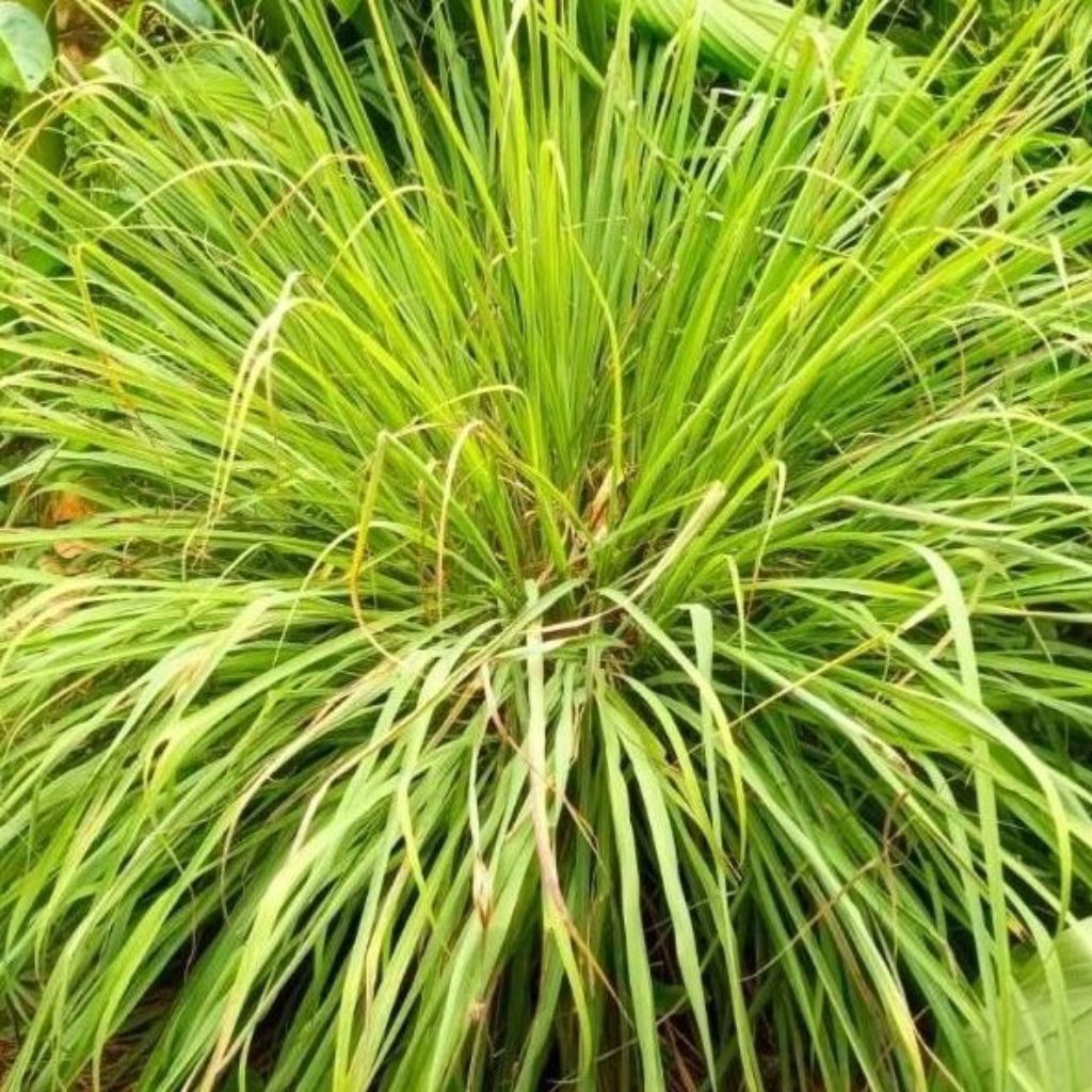 

bibit serai |tanaman serai |herbal | murah meriah|prpduk pilihan|rekomendasi