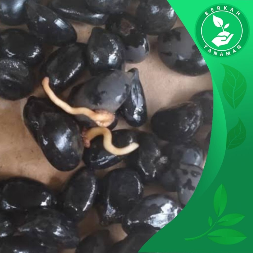 

Biji Aren Genjah Siap Semai Super 1kg