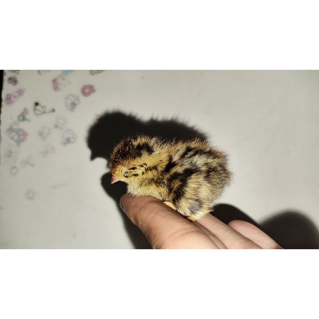 anak burung puyuh (Pakan Alap alap) (pakan owl)