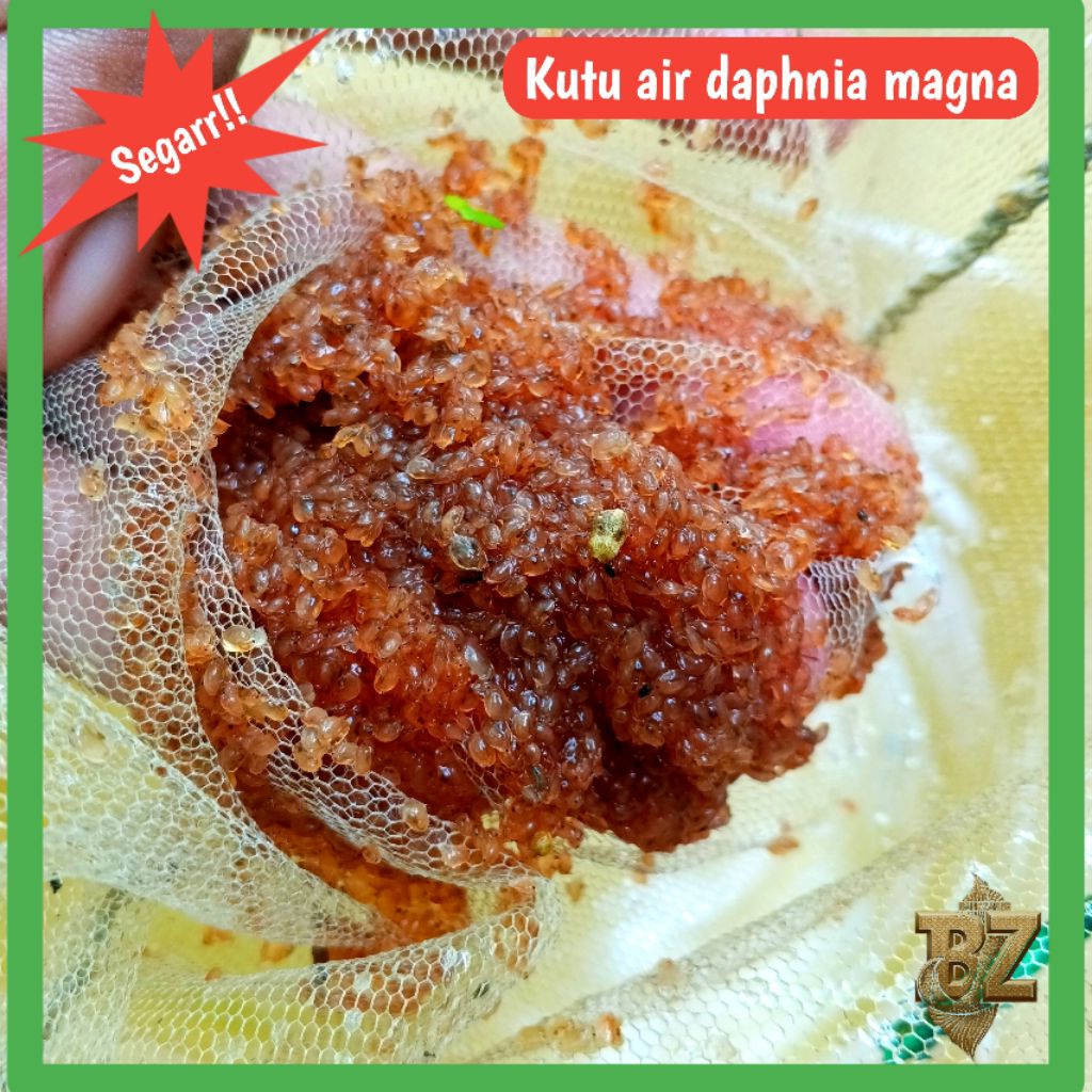 Starter Kutu Air Daphnia Magna Hidup – Pakan Ikan Cupang, Guppy, Burayak