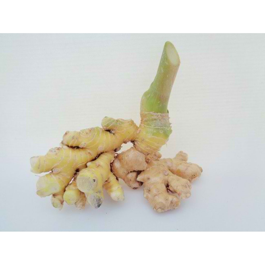 

lempuyang segar herbal 500 gr