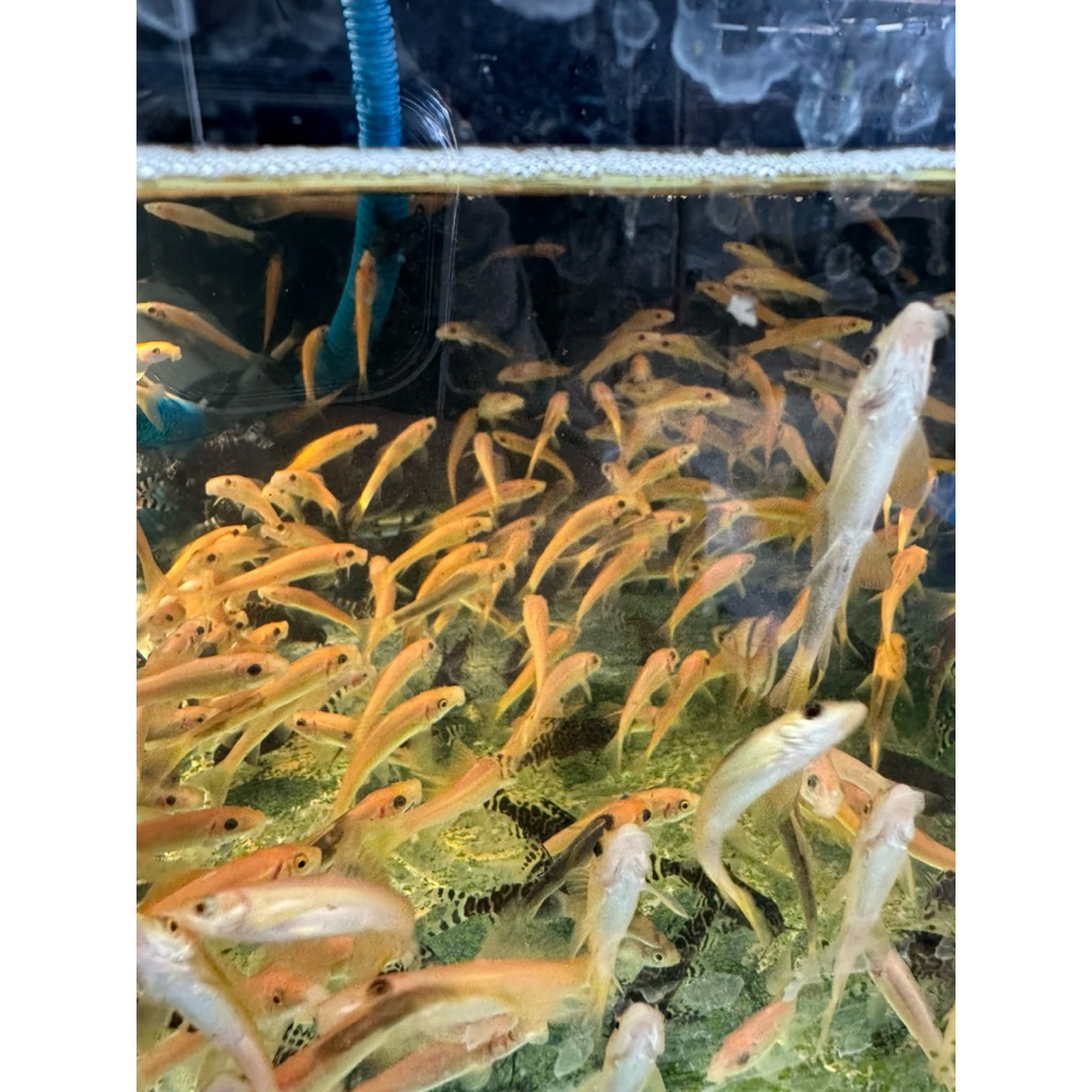 algaeter redfin ikan pembersih