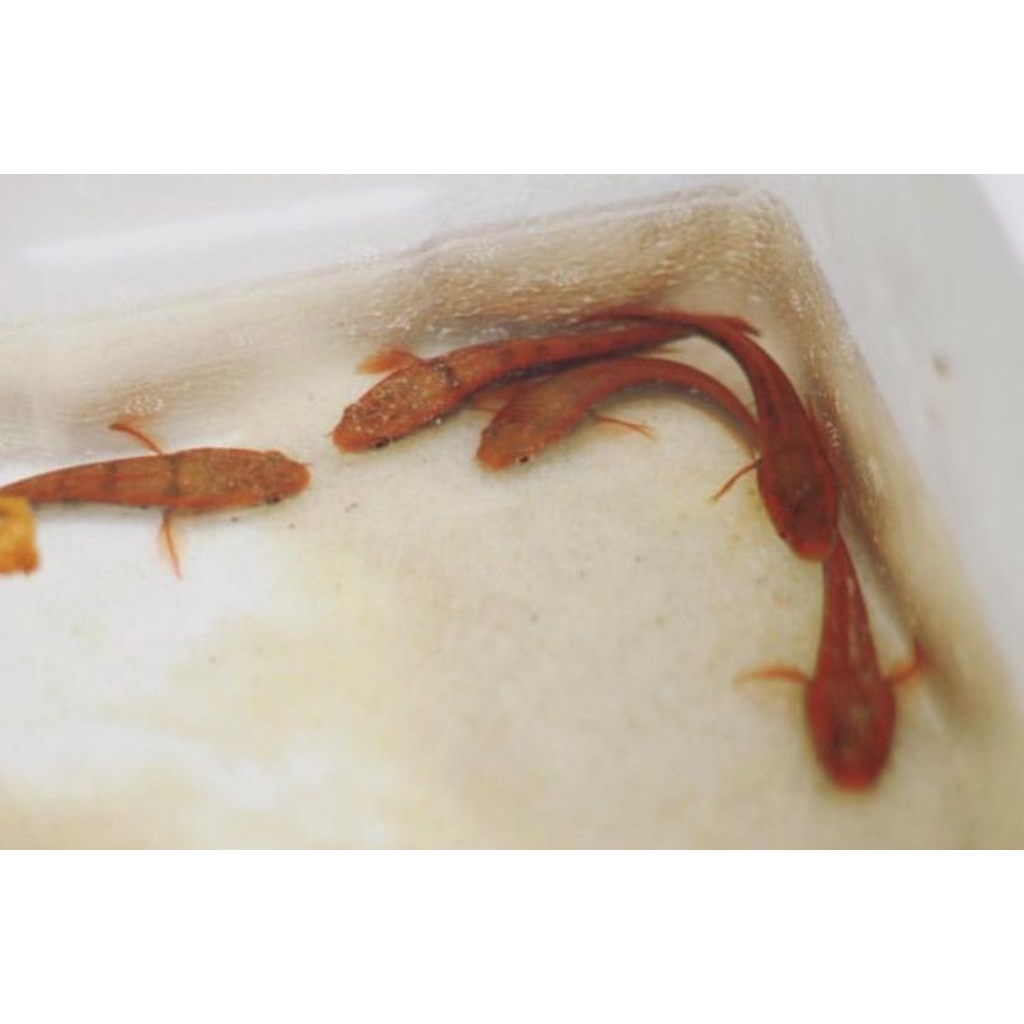 Red barito baby size 3-6cm