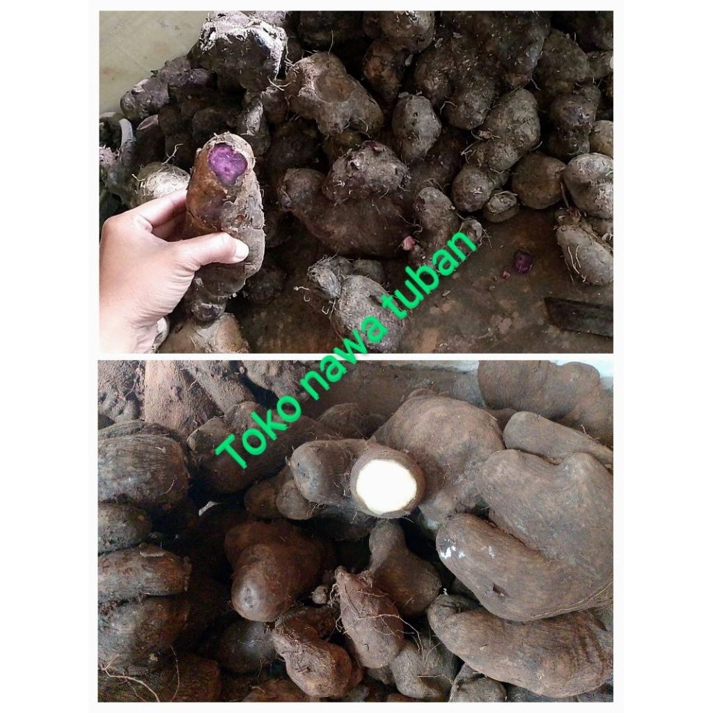 

uwi putih dan uwi ungu 1kg