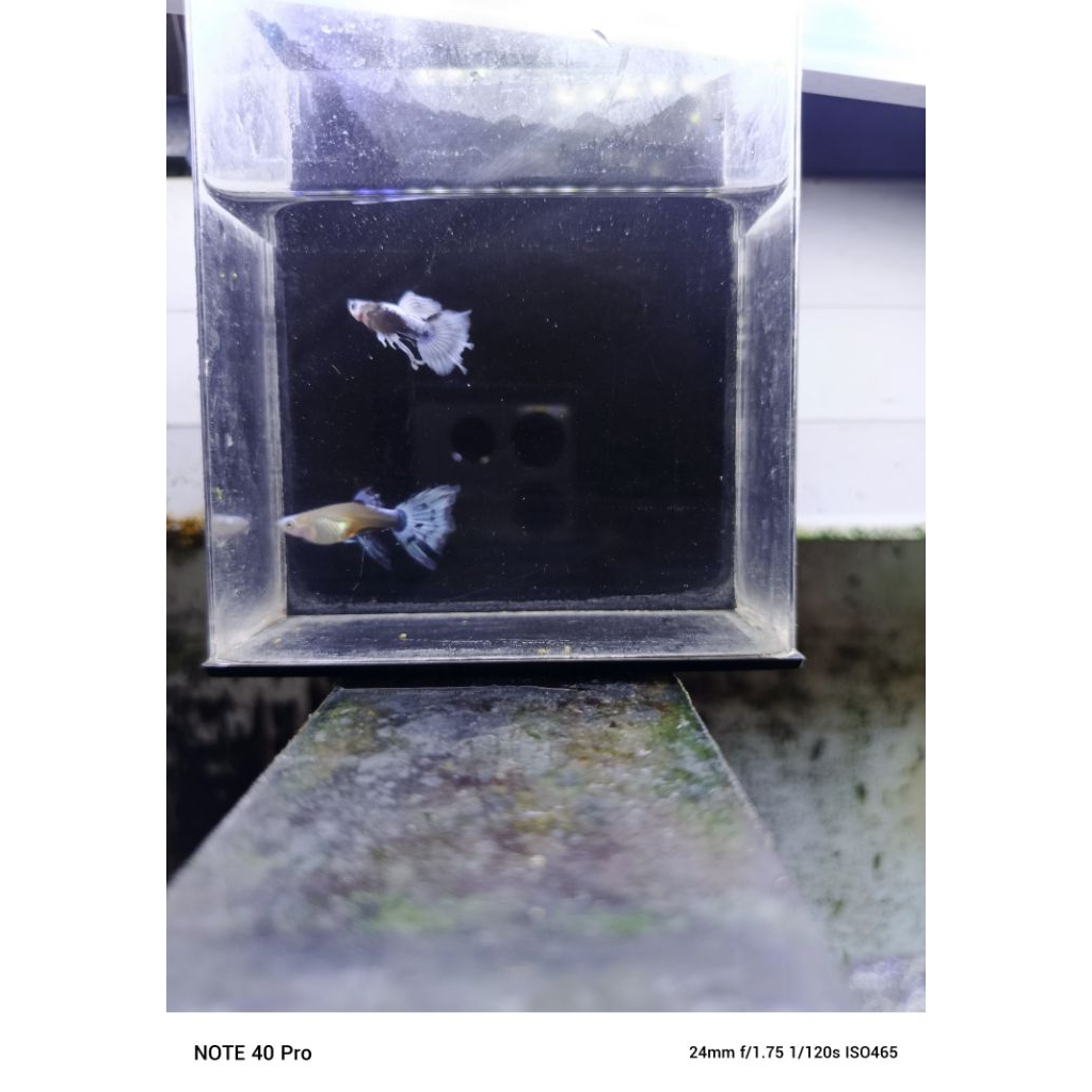 Pakan Guppy Tuxedo Blue Koi SWR