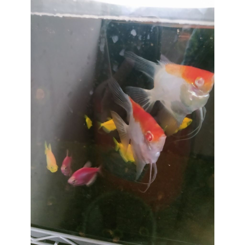 manfish red cap albino