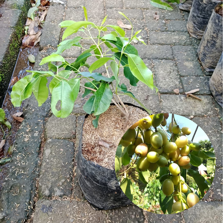 Bibit Tanaman Juwet Putih| Duwet| Jamblang| Bibit Buah|